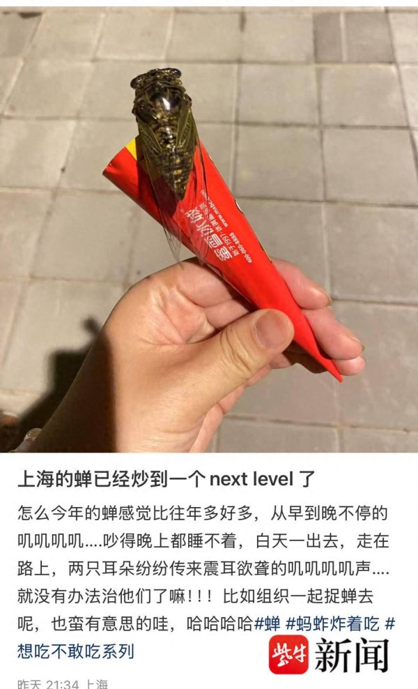 集采优配 【紫牛头条】上海今夏蝉儿泛滥尿如雨下？专家：网传有些夸张，蝉尿基本是水，有点甜
